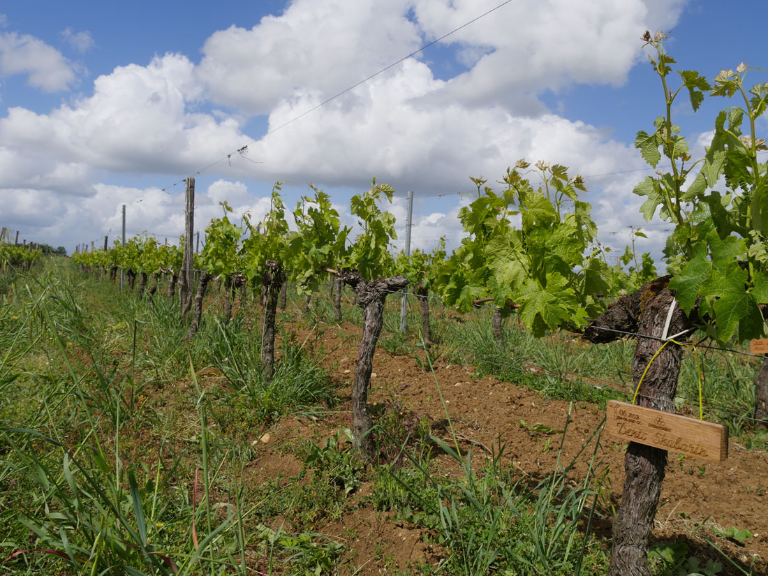 Виноградник на урожай